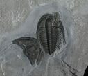 Beautiful Orygmaspis Trilobite With Hitch Hiker #4358-1